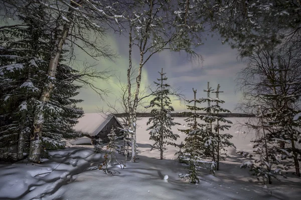 Vinter skogen under lamporna på Aurora borealis. Norra Karelen. Ryssland. Stockbild