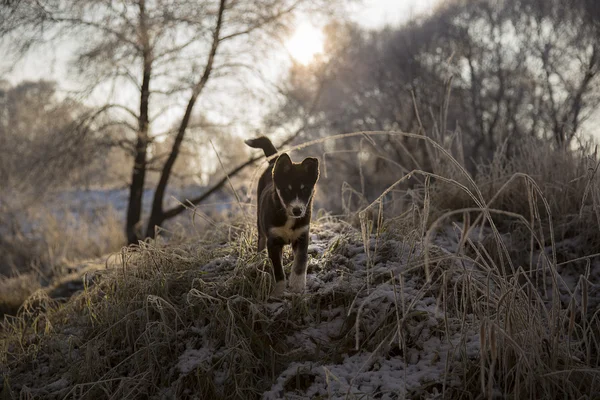 Nieuwsgierig pup loopt op de met sneeuw bedekte rivieroever — Stockfoto