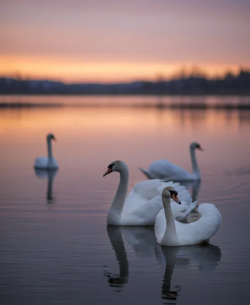 Gruppo di cigni sul lago con specchio riflesso durante il bellissimo tramonto . — Foto Stock