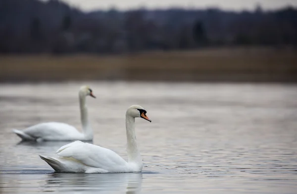 Coppia romantica di cigni sono sul lago — Foto Stock