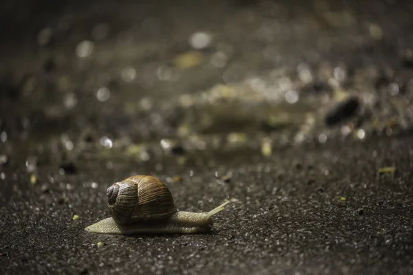 Big snail is on the road — Stock Photo, Image