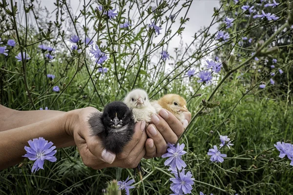 Different colored chickens in human's hands — Stock Photo, Image