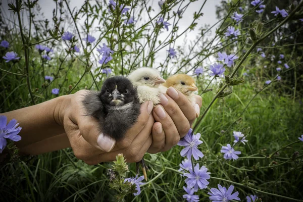 Black, Yellow and white small chikcens in human's hand — Stock Photo, Image