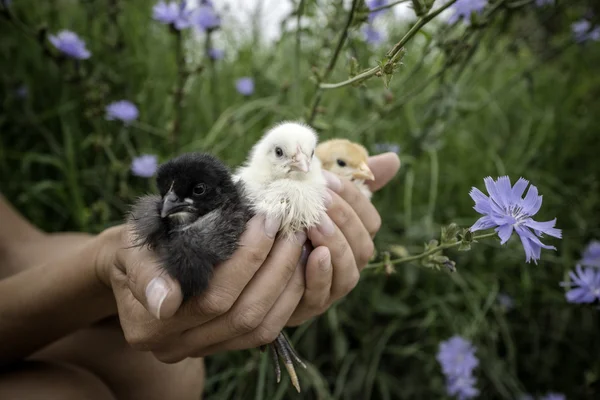 Chikcens lindos negros, amarillos y blancos en la mano de los humanos —  Fotos de Stock