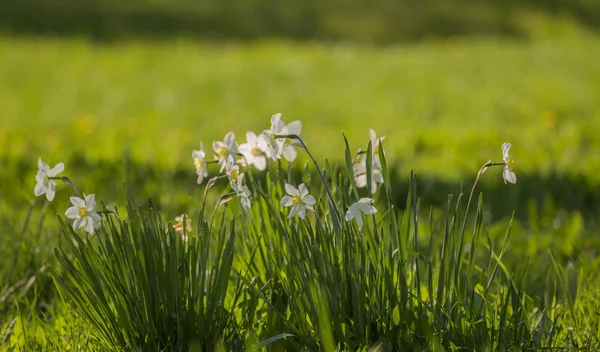 Kleine weiße Blüten mit gelbem Kern — Stockfoto