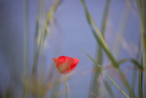 Mavi gökyüzü backgroud poppy güzel çiçek — Stok fotoğraf