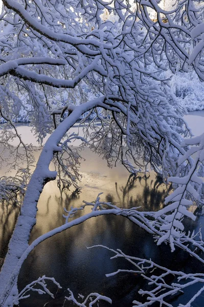 Bevroren branch — Stockfoto