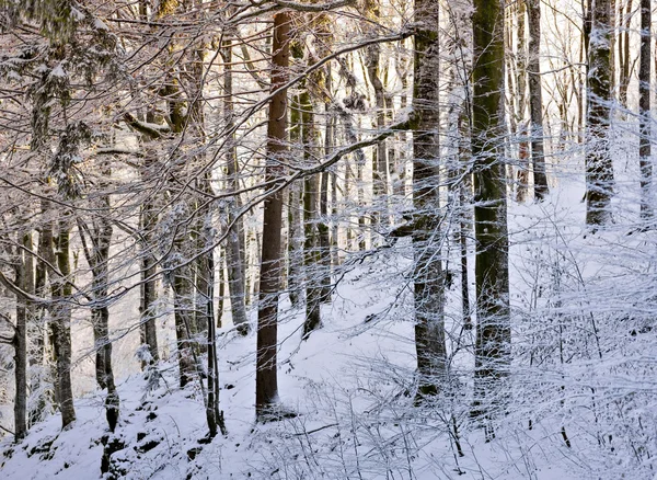 In the Forest of Snow — Stock Photo, Image