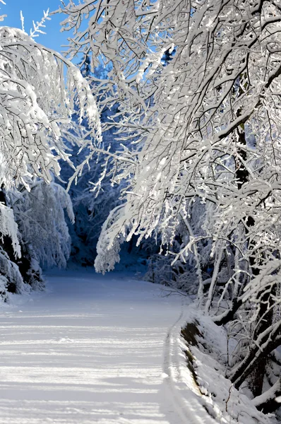 Into the Snow — Stock Photo, Image