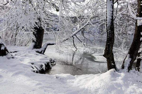 白雪覆盖的树木下的冬湖 — 图库照片