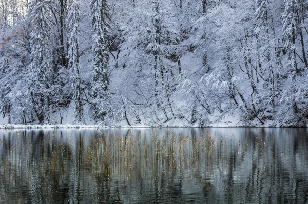 Winter reflecties — Stockfoto