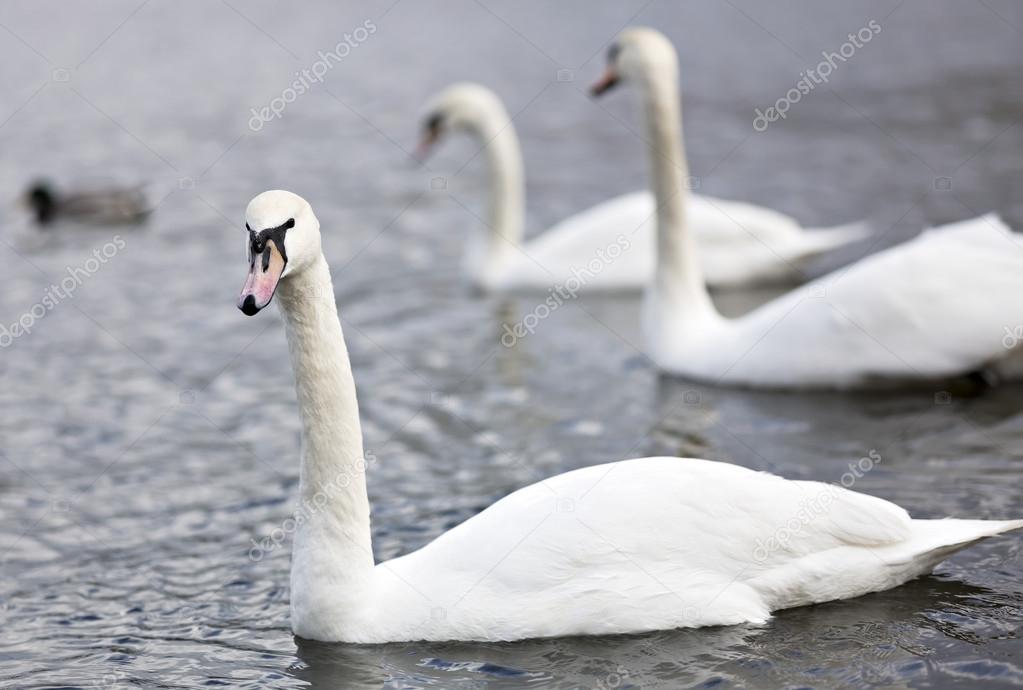 Three Swans