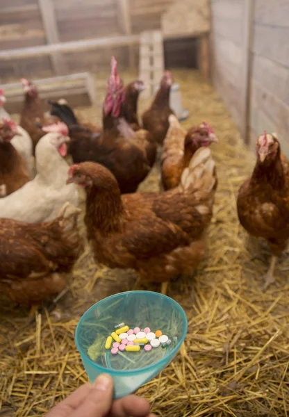 Hens and Pills — Stock Photo, Image