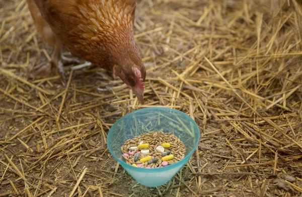 Curious Hen and Pills — Stock Photo, Image
