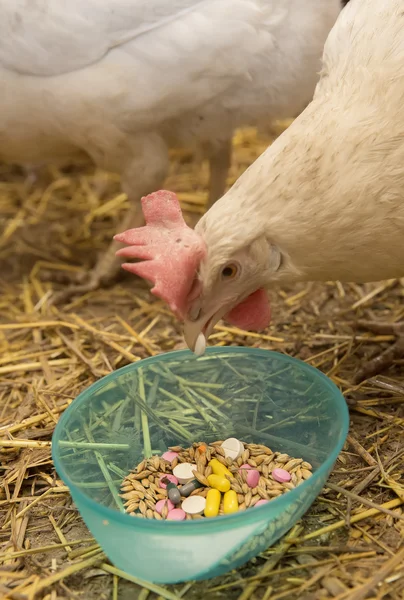 Chicken Pecks Pill — Stock Photo, Image