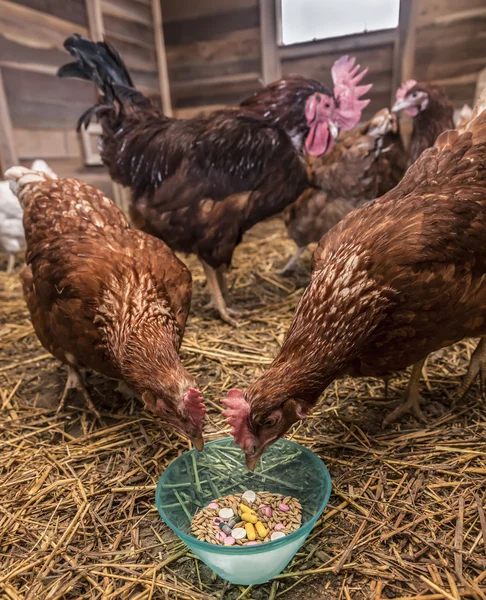 Duas galinhas com galo e a tigela de comprimidos — Fotografia de Stock