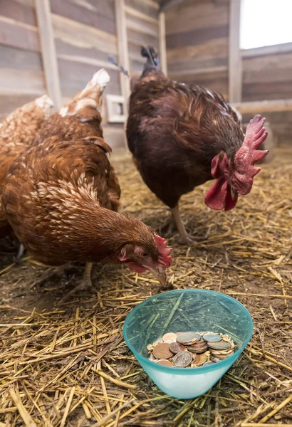 Chicken, Rooster and Coins — Stock Photo, Image