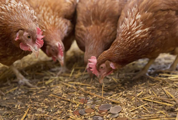 Galinhas pecking dinheiro — Fotografia de Stock