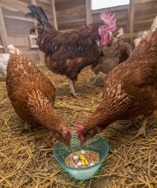 Kyckling utfodring droger och majs Royaltyfria Stockfoton