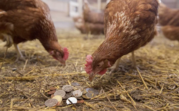 Höna plockar mynt Royaltyfria Stockbilder