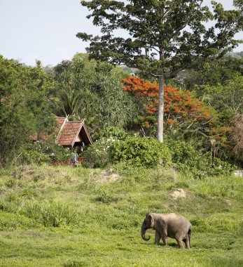 Fil büyük portakal ve yeşil ağaçları altında
