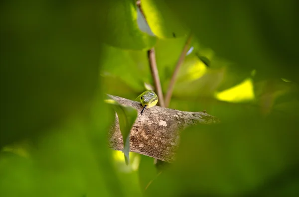 Yılan yapışmasını dil