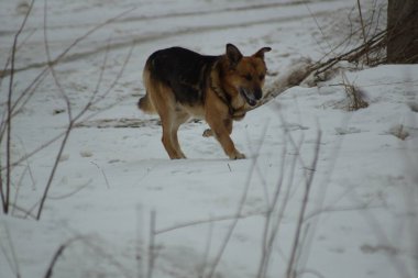 Yaralı pençeli bir köpek. 