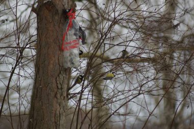 İlkbaharın başlarında beslenen titfareler