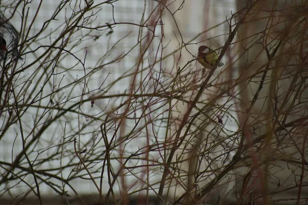 İlkbaharın başlarında beslenen titfareler