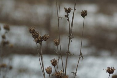Hassas Kuru Çimen Şubesi 