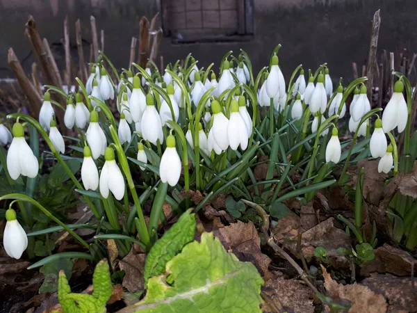 Ahora gotas después de que la nieve se haya derretido. —  Fotos de Stock