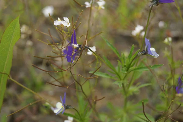 Sommarprästkragar äng — Stockfoto