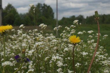 Yaz Papatya Çayırı
