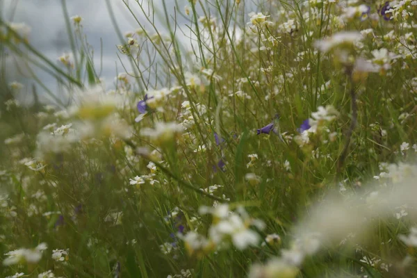 夏のヒナギク草原 — ストック写真