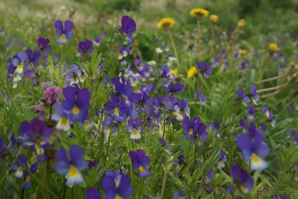 Sommarprästkragar äng — Stockfoto