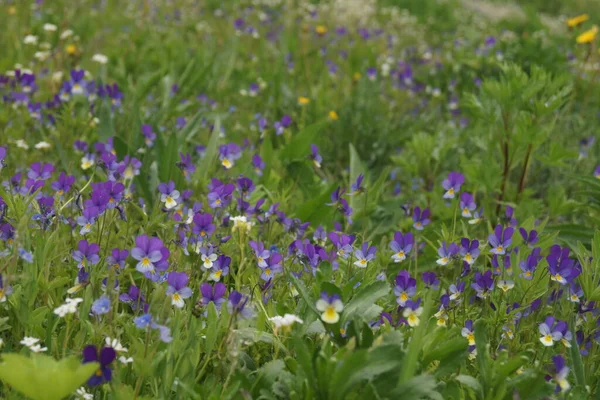 Sommarprästkragar äng — Stockfoto