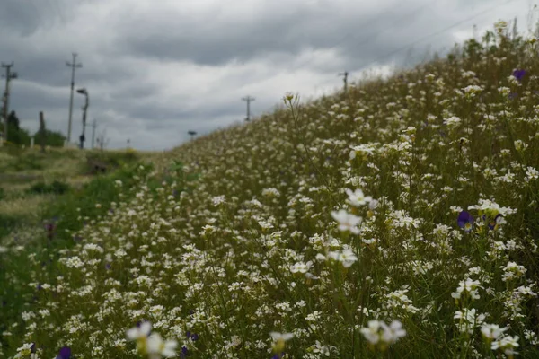 Sommarprästkragar äng — Stockfoto