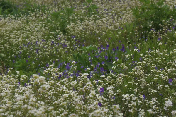 夏のヒナギク草原 — ストック写真