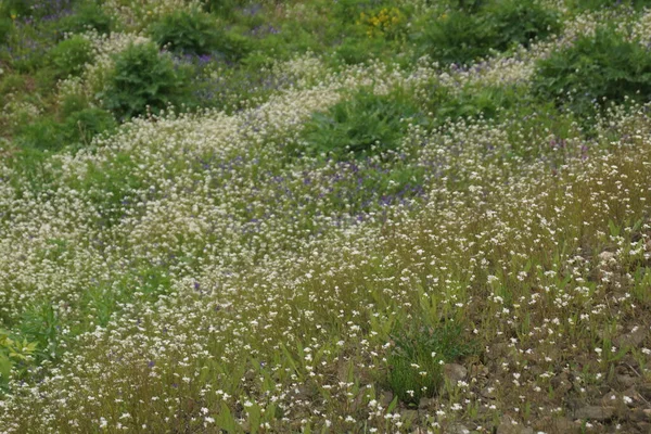 Sommarprästkragar äng — Stockfoto