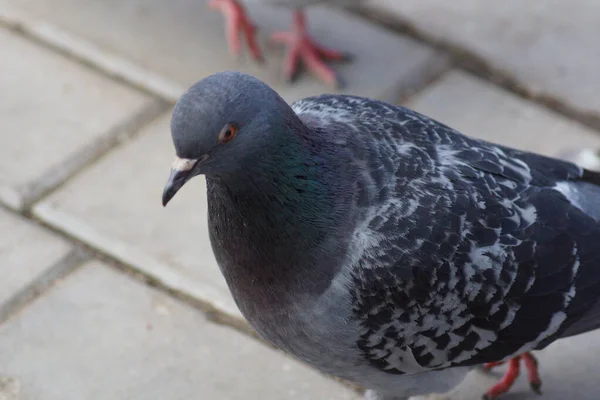 Pombo em ambiente urbano — Fotografia de Stock