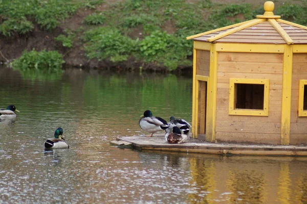 Patos na lagoa — Fotografia de Stock