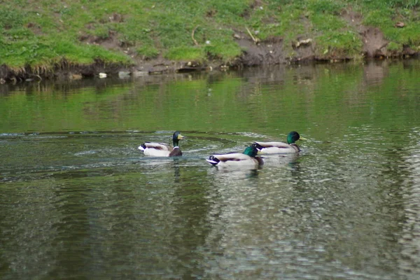 Patos en el estanque — Foto de Stock