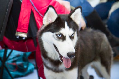 Husky köpek mavi gözlü hüzünlü göz.