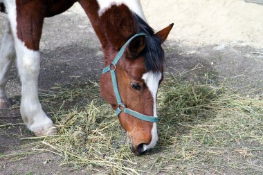 At çim padok yiyor.