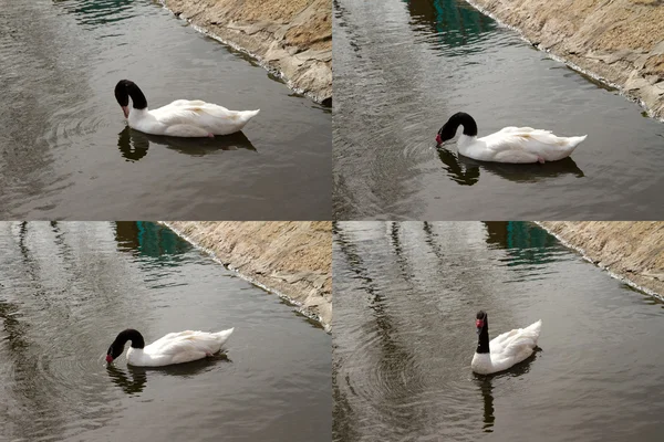 Cigno bianco con piume nere sul collo — Foto Stock