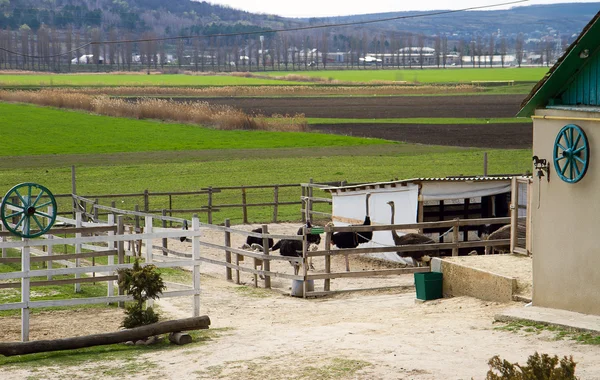 Avestruces en la granja de avestruces, Chisinau República de Moldavia — Foto de Stock