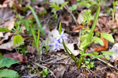 Ormanda bahar adasoğanı çiçekler makro fotoğraf.