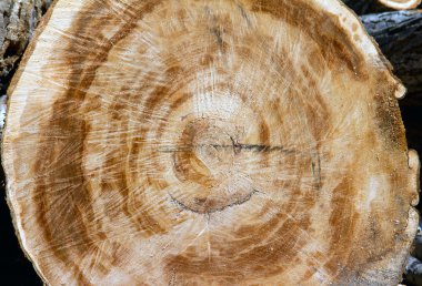 Son zamanlarda ağaçları kesti. bir ağaç felling.