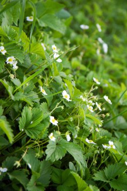 Bahar süre boyunca çiçek açan çilek çiçekler.