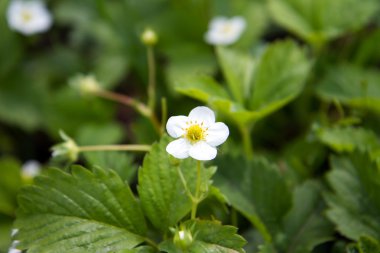 Bahar süre boyunca çiçek açan çilek çiçekler.